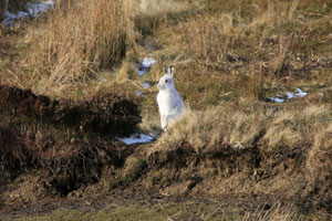 Mountain Hares by Neil Salisbury of Betty Fold Gallery